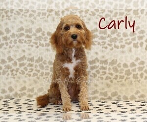 Mother of the Bernedoodle (Miniature)-Cavapoo (Miniature) Mix puppies born on 01/14/2026