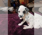 Small Photo #1 Dalmatian Puppy For Sale in ROMEOVILLE, IL, USA
