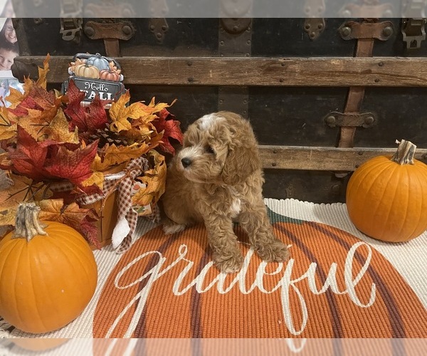 Medium Photo #3 Cavapoo Puppy For Sale in FULTON, KS, USA