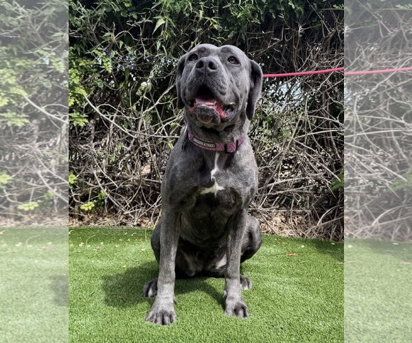 Medium Photo #1 Mutt Puppy For Sale in Goodyear, AZ, USA