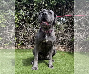 Mutt Dogs for adoption in Goodyear, AZ, USA