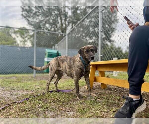 Medium Photo #1 Mutt Puppy For Sale in Vero Beach, FL, USA