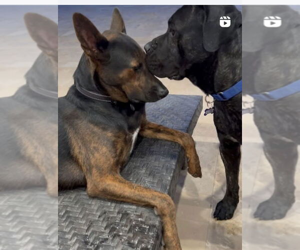 Medium Photo #14 Mastiff Puppy For Sale in Goodyear, AZ, USA