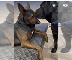 Small #13 Mastiff
