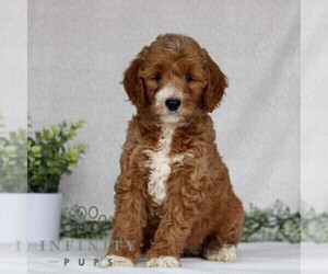 Goldendoodle (Miniature) Puppy for sale in EAST EARL, PA, USA