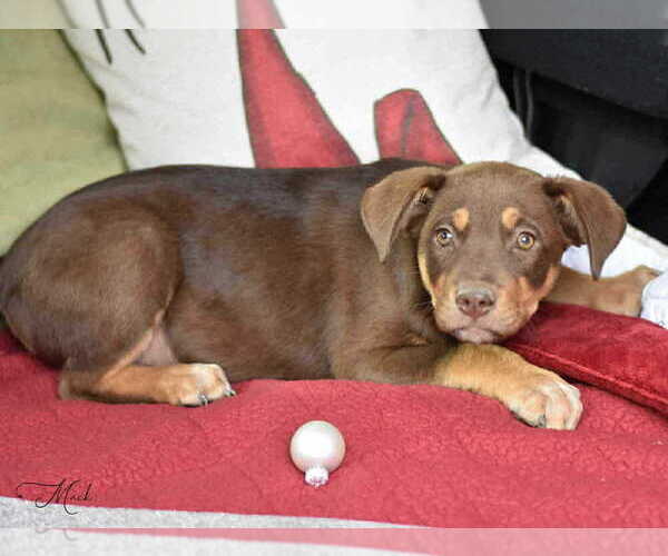 Medium Photo #4 Labrador Retriever-Unknown Mix Puppy For Sale in Brewster, NY, USA