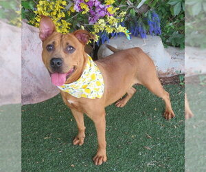 American Pit Bull Terrier-Unknown Mix Dogs for adoption in Oklahoma City, OK, USA