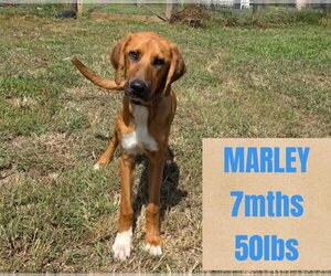 Mutt Dogs for adoption in Woodbury, NY, USA