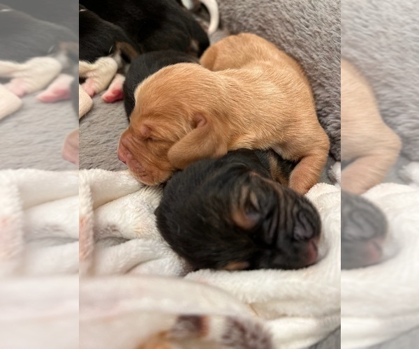 Medium Photo #4 Basset Hound Puppy For Sale in LONDON, OH, USA