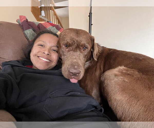 Medium Photo #5 Labrador Retriever Puppy For Sale in Omaha, NE, USA