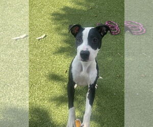 Mutt Dogs for adoption in Hilton Head, SC, USA