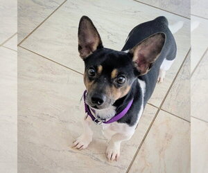 Rat Terrier Dogs for adoption in Atlanta, GA, USA