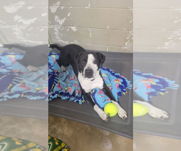 Medium Photo #4 American Staffordshire Terrier Puppy For Sale in Pierceton , IN, USA