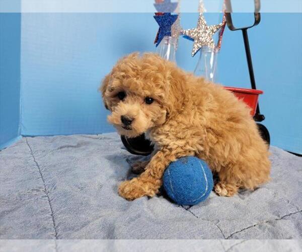 Medium Photo #2 Goldendoodle-Poodle (Miniature) Mix Puppy For Sale in ORO VALLEY, AZ, USA