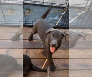 Labrador Retriever Puppy for sale in INEZ, KY, USA