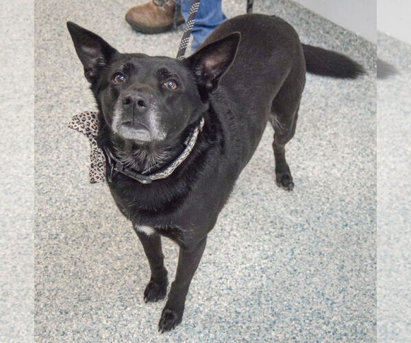 Medium Photo #2 German Shepherd Dog-Unknown Mix Puppy For Sale in Huntley, IL, USA