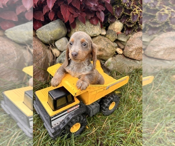 Medium Photo #2 Dachshund Puppy For Sale in MIDDLEBURY, IN, USA