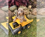 Small #1 Dachshund