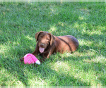Small #3 Labrador Retriever