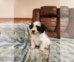 Havachon Puppy for sale in COTTAGE GROVE, TN, USA