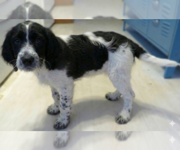 Medium Photo #3 Beagle-Poodle (Standard) Mix Puppy For Sale in Grovertown, IN, USA