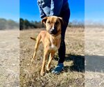 Small Photo #7 Black Mouth Cur Puppy For Sale in Columbus, IN, USA
