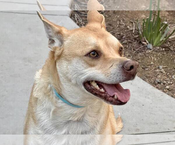 Medium Photo #8 Mutt Puppy For Sale in Oceanside, CA, USA