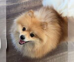 Small #1 Pomeranian