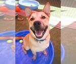 Small #1 American Pit Bull Terrier Mix
