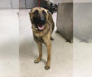 German Shepherd Dog Dogs for adoption in Riverside, CA, USA