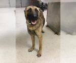 Small German Shepherd Dog