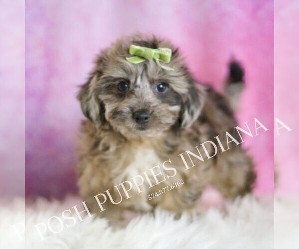Medium Photo #33 Yorkipoo Puppy For Sale in WARSAW, IN, USA