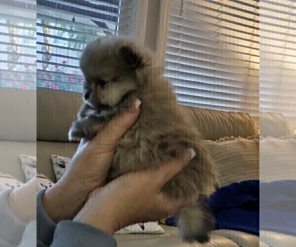 Medium Photo #18 Pomeranian Puppy For Sale in MENIFEE, CA, USA
