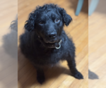 Small #5 Chesapeake Bay Retriever-Golden Retriever Mix