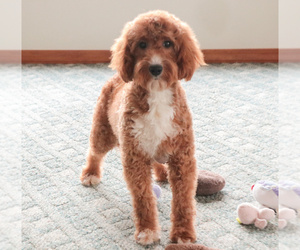 Mother of the Goldendoodle mix (+ Poodle Standard) puppies born on 07/31/2026