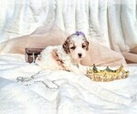 Small Photo #97 Goldendoodle (Miniature) Puppy For Sale in GASTONIA, NC, USA