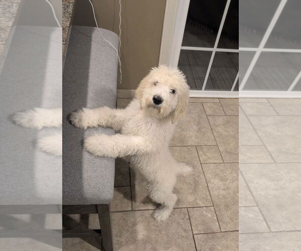 Medium Photo #1 Mutt Puppy For Sale in Omaha, NE, USA