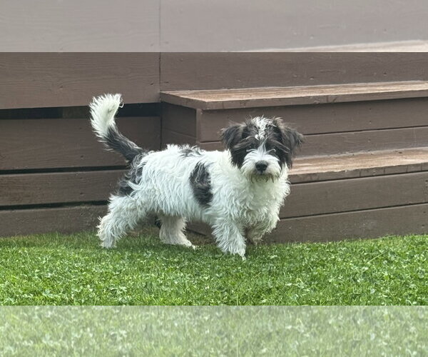 Medium Photo #1 Maltese-Unknown Mix Puppy For Sale in Bellevue, WA, USA