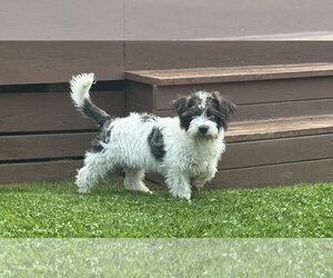 Maltese-Unknown Mix Dogs for adoption in Bellevue, WA, USA
