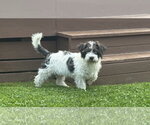 Small Maltese Mix