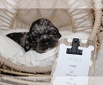 Small Photo #8 Cocker Spaniel Puppy For Sale in SPRING HILL, FL, USA