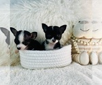 Small #1 Chihuahua