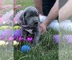 Small Photo #31 Great Dane Puppy For Sale in PINNACLE, NC, USA