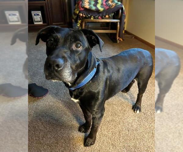 Medium Photo #3 American Pit Bull Terrier-Labrador Retriever Mix Puppy For Sale in Saginaw, MI, USA