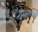 Small #2 American Pit Bull Terrier-Labrador Retriever Mix