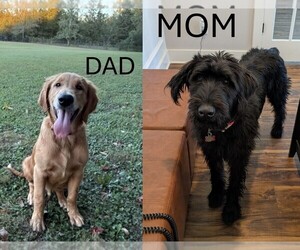 Golden Retriever-Schnauzer (Giant) Mix Puppy for sale in COLLEGE GROVE, TN, USA
