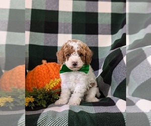 Poodle (Miniature) Puppy for sale in NEW HOLLAND, PA, USA