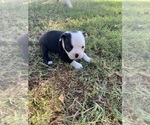 Small #5 Boston Terrier