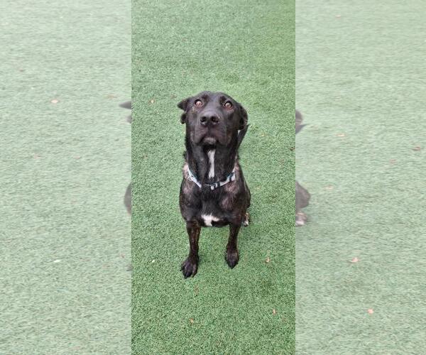 Medium Photo #3 Holland Shepherd-Labrador Retriever Mix Puppy For Sale in Rockwall, TX, USA