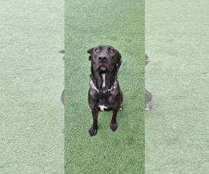 Lotte - Female Holland Shepherd-Labrador Retriever Mix Dog for Adoption - Photo #3
